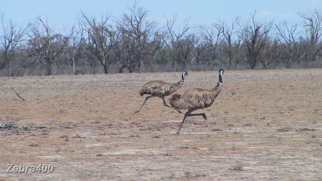 30-Emus in flight on Lindsay Island.JPG